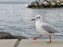 Zwitserland - Lausanne - Ouchy